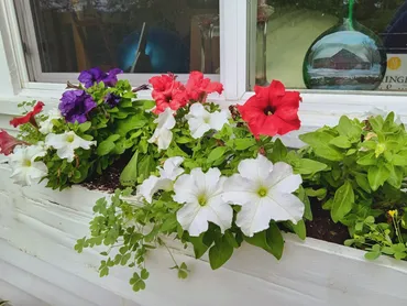 Window boxes in bloom